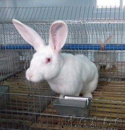 国产兔子的视频,视频记录温馨瞬间