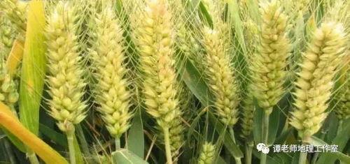 国产小麦种植技术视频,国产小麦种植技术要点解析