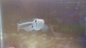 国产彩虹雷龙好看吗视频,视频揭秘其独特魅力