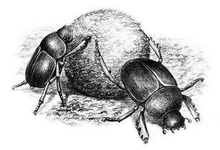 国产宝石金龟介绍视频,璀璨夺目的自然瑰宝