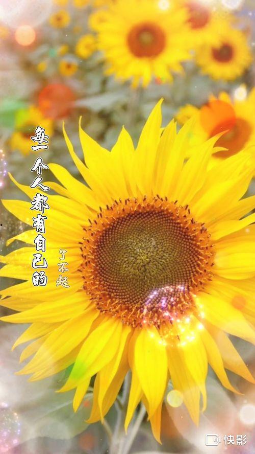 青树视频国产在线观看,国产影视盛宴，在线观看新体验